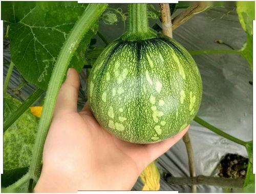 留学圈吃瓜上海,上海，这座国际都市的留学新风向标